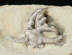 Detailed Cyathocrinites Crinoid - Crawfordsville #16090-1